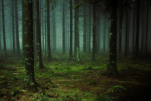 Супруги из Минска 8 часов блуждали по лесу, на Витебщине продолжаются поиски заблудившегося мужчины