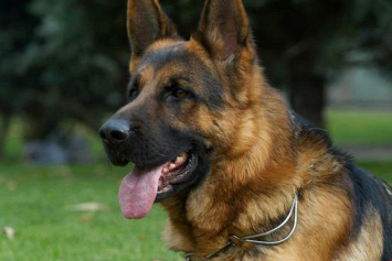 В Могилеве служебная собака помогла задержать хулиганов, которые избили таксиста