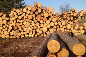 Экспорт лесопродукции через торги на Белорусской универсальной товарной бирже вырос на четверть