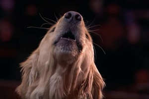 Собака спела на американской "Минуте славы" и прошла в следующий тур (ВИДЕО)