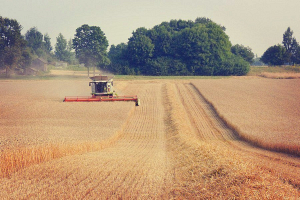 В Беларуси намолотили уже более 4 миллионов тонн зерна