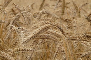 Объем сельхозпроизводства вырос в Беларуси за январь — июль на 6,1% — Белстат