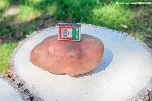 Гигантскую картофелину откопали пенсионеры в Браславе