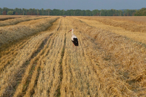 В Беларуси завершается массовая уборка зерновых 