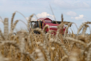 Леонид Заяц об урожае зерновых в Беларуси: хлеба будет достаточно 