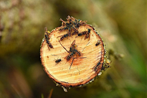 В Гродненской области осы нападают на людей