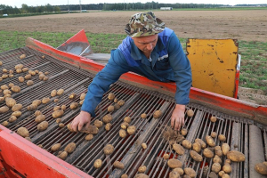 Могилевские земли в нынешнем году щедры на урожай картофеля