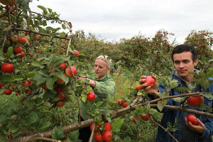 В стране небывалый урожай яблок