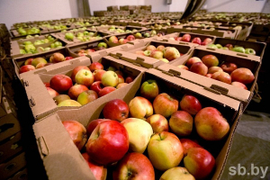 Белкоопсоюз заготовил более 50 тысяч тонн яблок