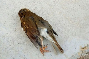 В Гродно милиция разыскивает лиц, причастных к гибели птицы   