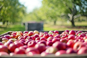МАРТ намерено увеличить ассортимент белорусских яблок в торговле