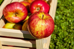 Меньше десяти процентов заготовленных Белкоопсоюзом яблок идет в торговлю и на экспорт