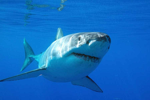 Дайверы сняли на видео схватку двух акул
