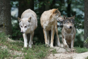 В Городке волки съели несколько собак и попали на камеру видеонаблюдения в центре города (ФОТО 18+)