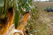 Кукурузная иллюзия кормового благополучия