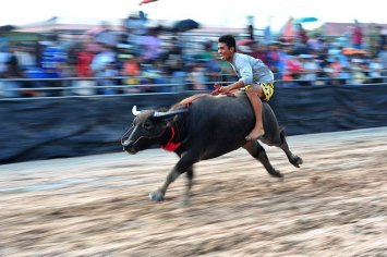 Лучшие фото недели: гонки буйволов, белые тигрята и бортник. Выбор "СБ"