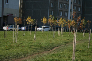 В трехлетке малой родины в Беларуси 2019 год может быть посвящен озеленению и природе