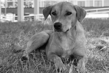 Почему при отлове безнадзорных животных погибла домашняя собака?