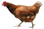 Птица прокормит всех.
Без курицы и яиц сложно представить не только застолье, но и повседневный рацион питания современного белоруса.