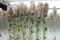  Potato — трансгенная, бульба — натуральная?
Белорусские ученые пока только экспериментируют с генно-модифицированной картошкой.