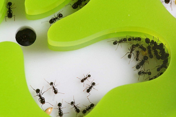 Как приручить муравья, и кому это вообще нужно?