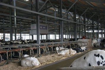 Зачем акционеры немецкого сельхозкооператива вложились в модернизацию молочной фермы и почему автоматизация не любит исключений