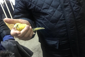 Из-под завалов дома в Магнитогорске достали живого попугая