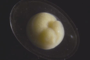 На видео сняли, как крохотный эмбрион превращается в живой организм