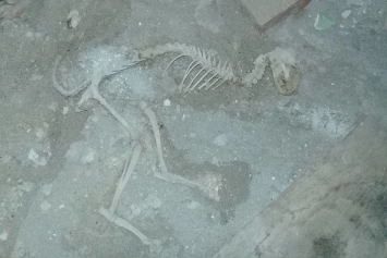 В Узбекистане во время ремонта дома нашли скелет динозавра