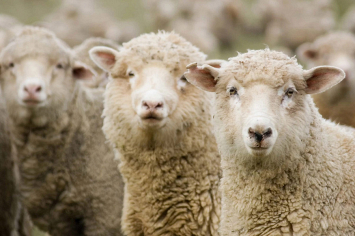 В Шарковщинском районе у хуторянина украли отару овец и козу