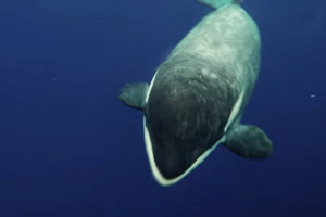 Видеофакт: кит-убийца принес дайверу поесть